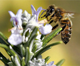 Apis mellifera ligustica